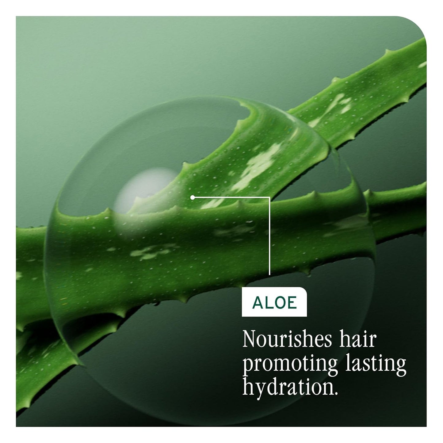 Biolage Hydra Source Shampoo 1 L (33.8 fl oz)